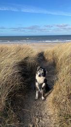 GEZOCHT - ons volgende maatje, Dieren en Toebehoren, Honden | Niet-rashonden, 1 tot 2 jaar, Geslacht onbekend, Eén hond, Middel