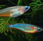 Daisy rijstvisje - Oryzias woworae Medaka, Dieren en Toebehoren, Vissen | Aquariumvissen, Vis, Zoetwatervis