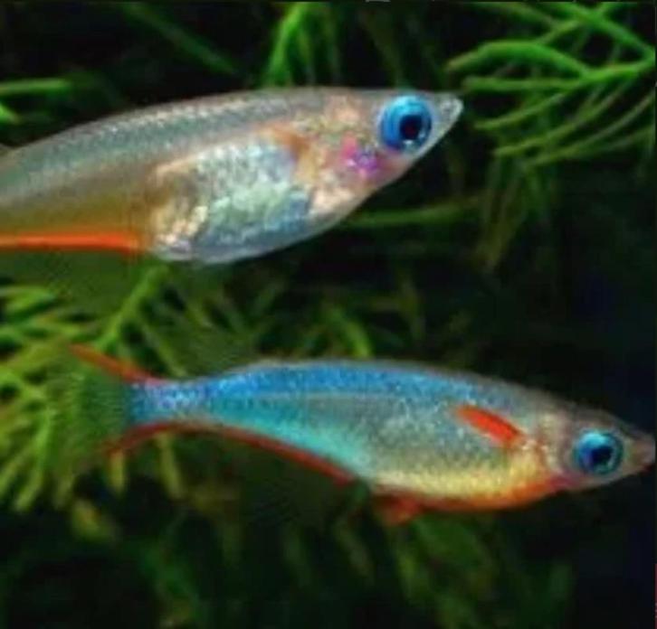 Daisy rijstvisje - Oryzias woworae Medaka, Dieren en Toebehoren, Vissen | Aquariumvissen, Zoetwatervis, Vis