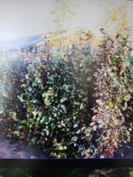 Beuken voor de haag, Tuin en Terras, Ophalen, Beukenhaag, Haag, 100 tot 250 cm