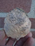 Araucaria mirabilis, fossilized pine cone, Ophalen of Verzenden, Fossiel