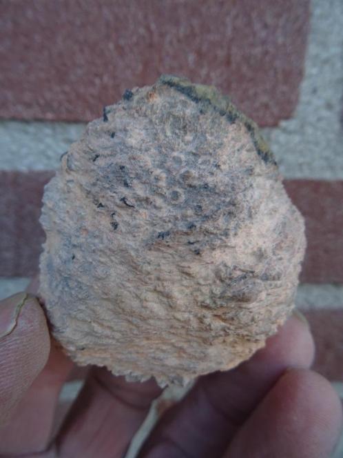 Araucaria mirabilis, fossilized pine cone, Verzamelen, Mineralen en Fossielen, Fossiel, Ophalen of Verzenden