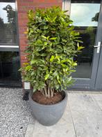Laurier kuipplant Laurus nobilis, Ophalen, Laurier, 100 tot 250 cm