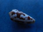 Schelpen: Conus gubernator Hwass gem- 49mm, Verzenden, Schelp(en)