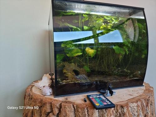Fluwai 60 l aquarium met algen eter, Dieren en Toebehoren, Vissen | Aquaria en Toebehoren, Zo goed als nieuw, Gevuld zoetwateraquarium