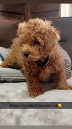 Zeer knappe klein !! Blijvende toy poedel mannetjes !!!, Poedel, Reu, 8 tot 15 weken, Meerdere