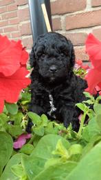 Medium labradoodle pups (nog 1 beschikbaar), 8 tot 15 weken, Meerdere, Meerdere dieren, Middel