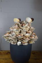 Prachtige schelpenrots, Ophalen, Gebruikt