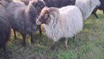 Skudde Ram te koop, Dieren en Toebehoren, Schapen, Geiten en Varkens, Mannelijk, Schaap