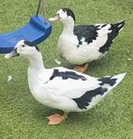 2 tamme loopeenden te koop, Meerdere dieren, Eend