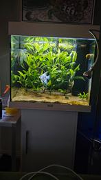 Aquarium, Dieren en Toebehoren, Ophalen, Zo goed als nieuw, Gevuld zoetwateraquarium