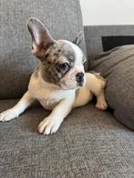 Advertentietitel Unieke Franse Bulldog puppy’s, Dieren en Toebehoren, Rabiës (hondsdolheid), 8 tot 15 weken, Teef, Bulldog
