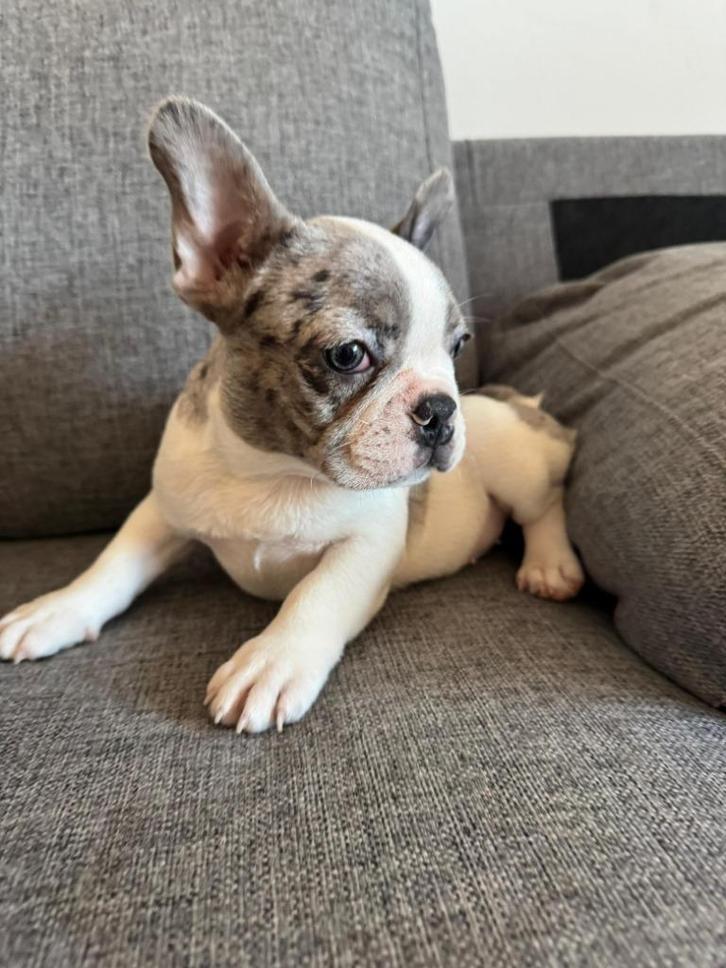 Advertentietitel Unieke Franse Bulldog puppy’s, Dieren en Toebehoren, Honden | Bulldogs, Pinschers en Molossers, Teef, Bulldog