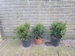 taxus hillii, Tuin en Terras, Ophalen, Taxus