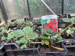 eetbare aardbeien planten/stekjes p9 potten, Tuin en Terras, Bloempotten, Tuin, Ophalen of Verzenden