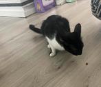 moeder en kitten, Dieren en Toebehoren, Katten en Kittens | Raskatten | Langhaar