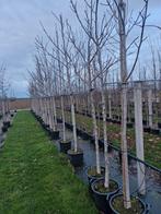Juglans Regia Notenboom in Container, Tuin en Terras, Planten | Bomen, Lente, 100 tot 250 cm, Volle zon, In pot