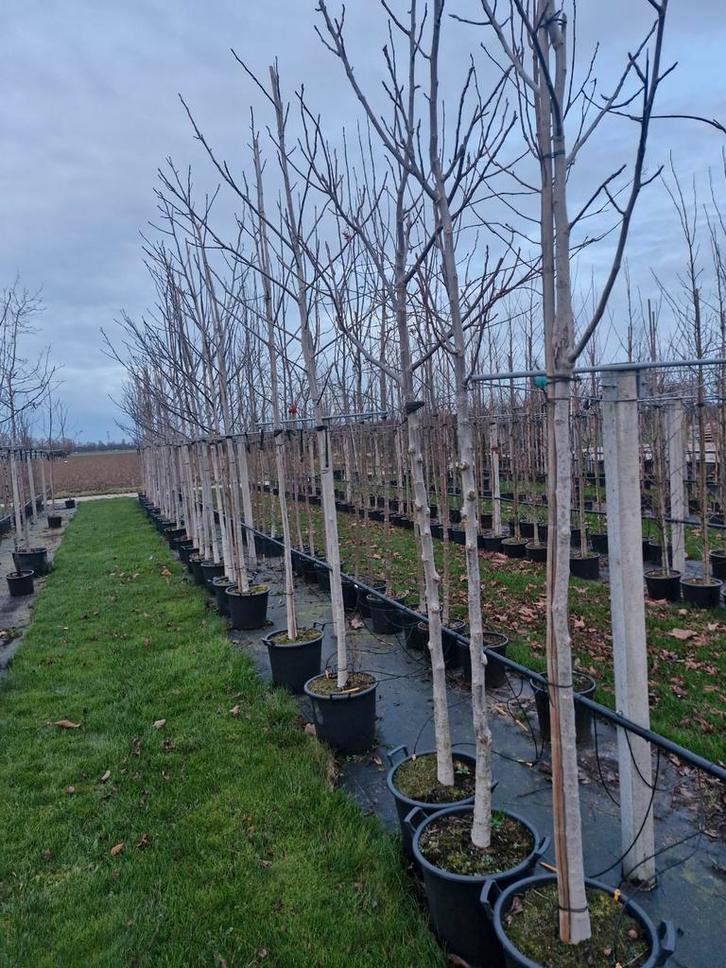 Juglans Regia Notenboom in Container, Tuin en Terras, Planten | Bomen, Overige soorten, 100 tot 250 cm, Volle zon, Lente, In pot