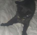 Kittens, Dieren en Toebehoren, Ophalen