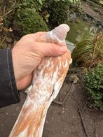 Gratis lachduif doffer, Mannelijk