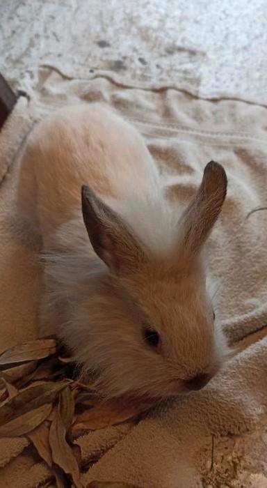 Jong baby konijn, Dieren en Toebehoren, Konijnen, Dwerg, Meerdere dieren, 0 tot 2 jaar