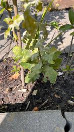Jonge Eikenboom, Tuin en Terras, Planten | Bomen, Volle zon, Bloeit niet, Minder dan 100 cm, Overige soorten