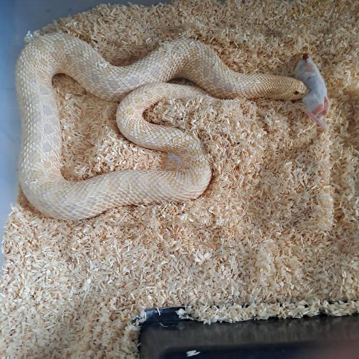 Heterodon nasicus haakneus volwassen vrouwen.