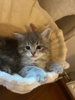 Prachtige kruising ragdoll kittens, Dieren en Toebehoren, Katten en Kittens | Raskatten | Langhaar, Meerdere dieren, Gechipt, 0 tot 2 jaar