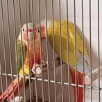 Prachtig koppel Pyrrhura suncheek roodbuik, Dieren en Toebehoren, Vogels | Parkieten en Papegaaien, Meerdere dieren, Parkiet, Geringd