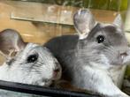 2 lieve, tamme en erg mooie gecastreerde chinchilla bokken, Dieren en Toebehoren, Knaagdieren, Chinchilla, Juni, Mannelijk, Tam