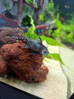 Algeneters, Vis, Zoetwatervis