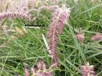Pennisetum orientale Flamingo lampenpoetsersgras., Ophalen of Verzenden, Overige soorten, Halfschaduw