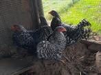 4 mooie wyandotte kriel hennetjes koekkoek, Dieren en Toebehoren, Pluimvee, Vrouwelijk, Kip