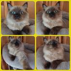 NOG 1 RAGDOLL KITTEN ( POESJE) MAG METEEN VERHUIZEN..., Dieren en Toebehoren, Katten en Kittens | Overige Katten, Meerdere dieren