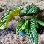 Anthurium Luxurians x Radicans #4, Overige soorten, In pot, Minder dan 100 cm, Groene kamerplant
