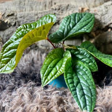 Anthurium Luxurians x Radicans #4 beschikbaar voor biedingen