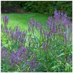 verbena hastata bio tuinplant, Tuin en Terras, Planten | Tuinplanten, Zomer, Ophalen of Verzenden, Overige soorten, Volle zon