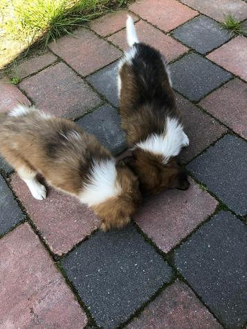 friese stabij pups beschikbaar voor biedingen
