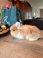 Lieve leeuwenkop x teddy widder baby konijnen te koop!, Dieren en Toebehoren, Konijnen, Meerdere dieren