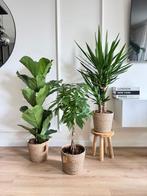 3 for 120-Ficus Lyrata, Pachira (Money tree) & Yucca, Ficus, In pot, Minder dan 100 cm, Groene kamerplant