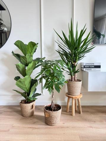 3 for 120-Ficus Lyrata, Pachira (Money tree) & Yucca beschikbaar voor biedingen