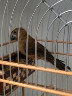Berg Twatwa Jongman, Meerdere dieren, Tropenvogel, Geringd