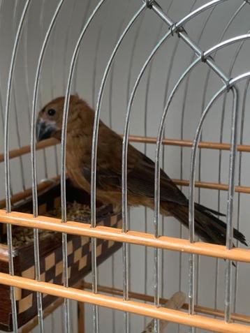 Berg Twatwa Jongman beschikbaar voor biedingen