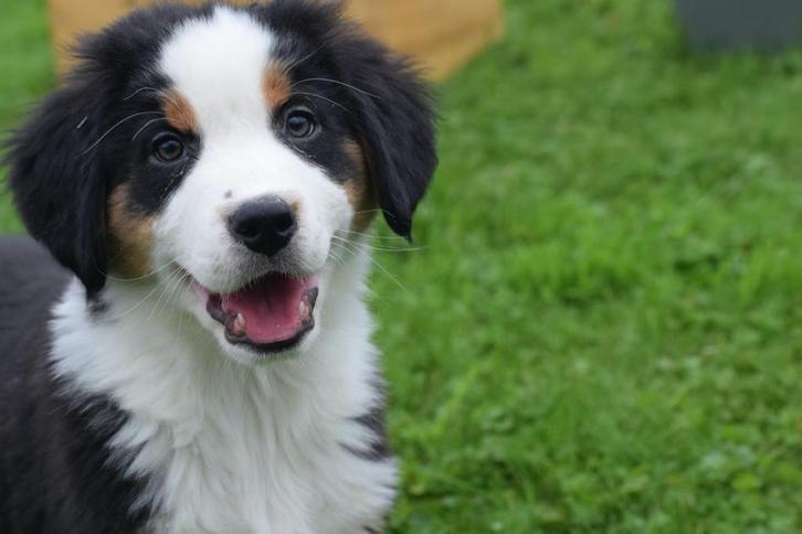 Berner Sennen kruising australische herder pups, Dieren en Toebehoren, Honden | Niet-rashonden, Middel, Meerdere dieren, Fokker | Professioneel