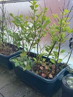 Gratis - Bakken met beplanting, Tuin en Terras, Planten | Tuinplanten, Ophalen, Vaste plant, Overige soorten, Volle zon