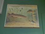 Schoolplaat: Vissen in het water, Antiek en Kunst, Ophalen, Natuur en Biologie