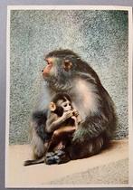 Rhesus aapje met jong - Artis, Ophalen of Verzenden