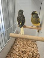 Gloster kanarie, Dieren en Toebehoren, Meerdere dieren, Postuurkanarie