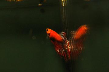 Kempvis crowntail man (Betta splendens) beschikbaar voor biedingen