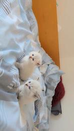 Brits korthaar kittens, Dieren en Toebehoren, Meerdere dieren